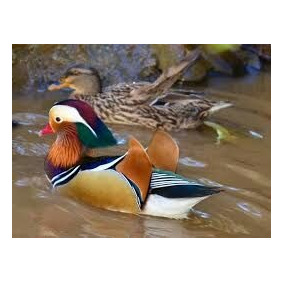 mareco mandarim casal aves para aves e acessórios no mercado livre