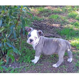 American Bully Cachorros 