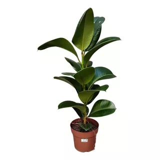 Ficus Elástica Cloe Verde Exótica  Planta Natural
