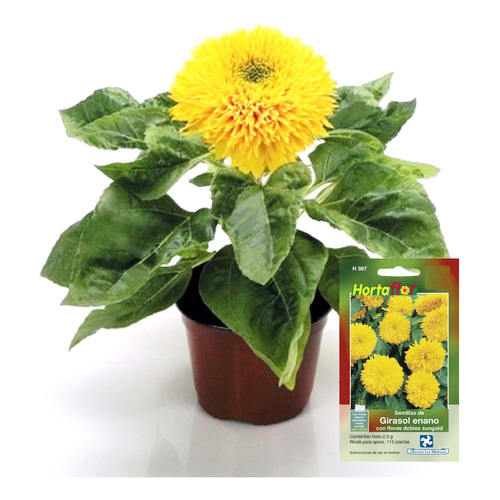 Semillas De Girasol Enano Con Flores Dobles Sungold