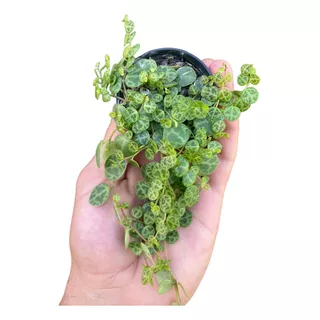 Colar De Tartaruga Peperomia Prostrata Pt 06 Planta Pendente