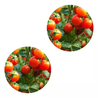 Kit 10 Mudas De Tomatinho Cereja Docinho Tomate De Qualidade