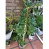 Planta Schiflera Lisa Grande 1,60 Mts. Aprox
