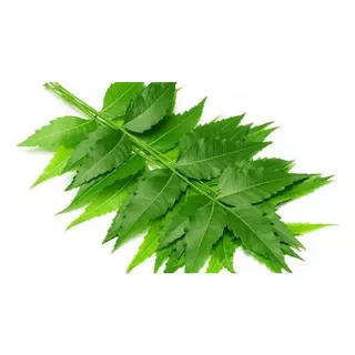 100 Ramas De Hoja Fresca De Arbol De Neem Nem Té Infusión 