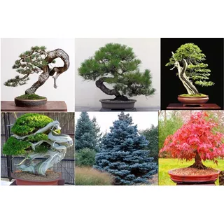 Semillas Bonsai Variedad De Arboles Importados Pino Abeto 