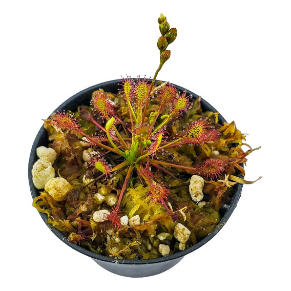 Planta Carnívora Drosera Intermedia