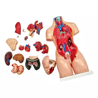 Modelo Anatomico Del Torso Humano 19 Pc Organos Desmontables
