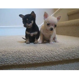 cachorros chihuahua bolsillo perros perros y cachorros chihuahua