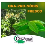 Orgânico Oro Pro Nóbis - Fresco Higienizado 500 Gramas