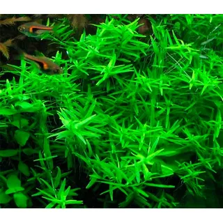 Rotala Green Planta Natural Acuática Acuario