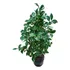 Planta Camelia 