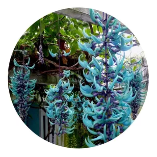 Muda De Jade Azul Exótica E Rara Para Florir E Cultivar