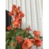 Santa Rita Roja Rosa Naranja