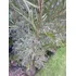 Acacia Negra.