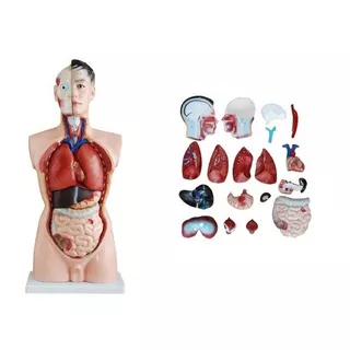 Torso Humano Anatomia Cuerpo Humano