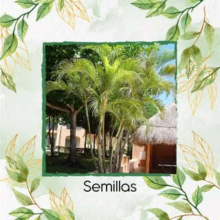 300 Semillas De Palma Areca 