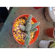 Cactus Cacahuete Moron Raices Arcoiris