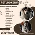 Peluqueria Canina 