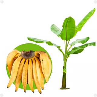 5 Mudas De Banana Da Terra Anã, Terrinha Ou Maranhão