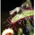 Planta Carnivora Droseras X2