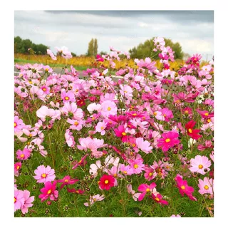 Flor De Cosmos -sensacion-variada Semillas