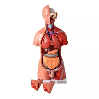 Torso Bissexual 45cm 25 Partes Anatomia Humana Corpo Humano