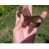 Pez Pleco Atigrado, Vieja Atigrada