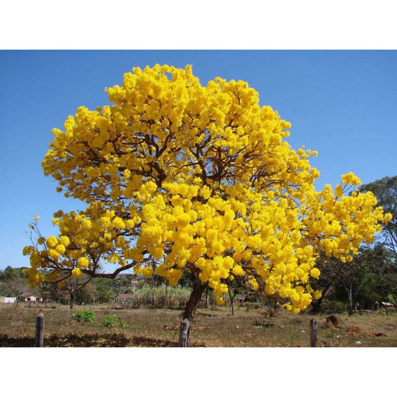 Guayacán Amarillo