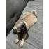 Vendo Raça Pug