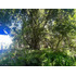Increíble Sitio De 1564m2 Con Orilla De Lago Villarrica