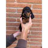 Cachorros Salchichas Dachshunds Mini