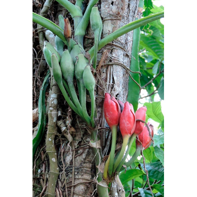 Syngonium Podophyllum Bronze Planta Singonio Filodendro 10cm