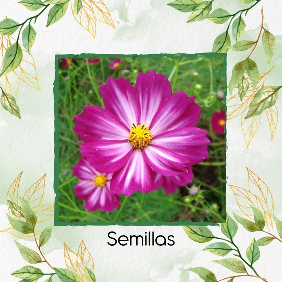 150 Semillas De Flor Cosmos Bipinnatus + Obseq Germinación
