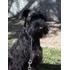 Adiestramiento Canino Profesional - Jorge Arazi