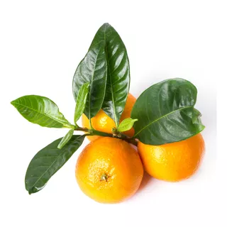Mandarina Mandarino Árbol Frutal Injertado