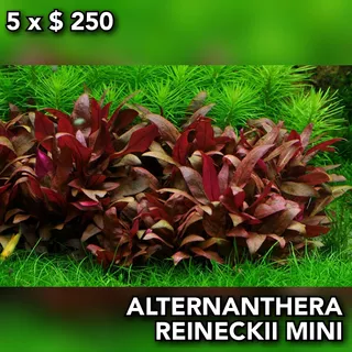 Alternanthera Reineckii Mini Planta Acuario Plantado.
