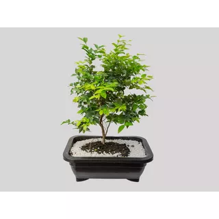 Bonsai Jabuticabeira 10 Anos Fotos Reais Fertilizada C/ Vaso