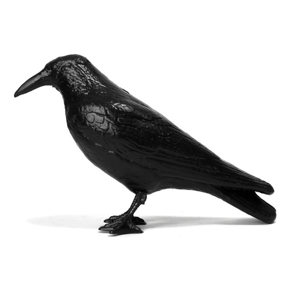 Cuervo Raven Ahuyenta Espanta Palomas Pajaro