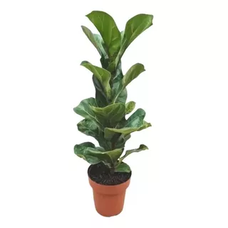 Planta Ornamental Ficus Lyrata - Ideal P/ Ambientes Internos