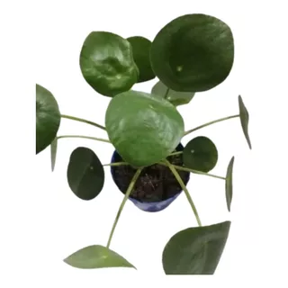 Planta Pilea Peperomioide