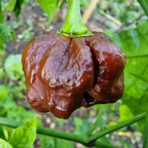 Sementes Pimenta Trinidad Scorpion Chocolate Pra Vasos Horta