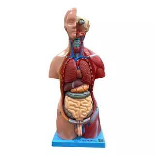 Modelo Anatomico Torso De 45cm Bissexual 25 Partes Anatomia