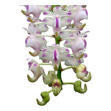 Orquídea Aerides Odorata