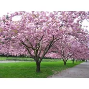 Prunus Sakura Cerezo Japonés, Cerezo De Flor Arbustivo 30lts