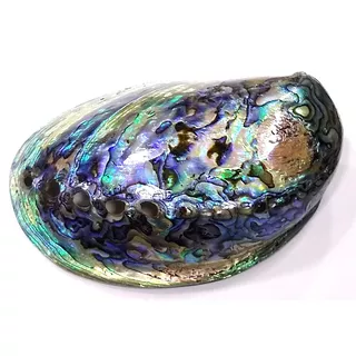 Concha De Abalone Natural Polida 14cm 77g Ótima Qualidade