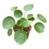 Planta Pilea 