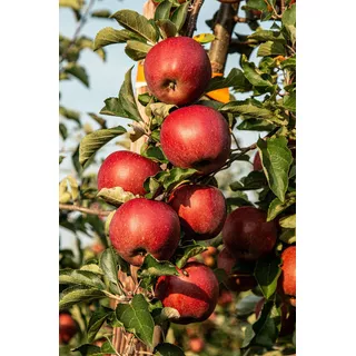 Manzano - Peral   (arbol De Manzanas O Peras A Eleccion)