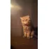 Gato Persa Exótico Para Monta