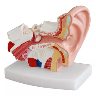 Modelo Estrutura Do Ouvido Humano (aumentado)