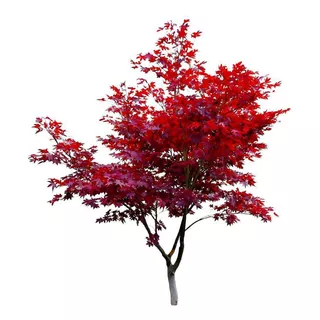 Acer Japónico / Árbol / Planta Ornamental